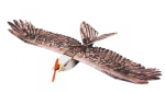 C4851 Seeadler (Combo Set) / 1430 mm